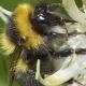 Les abeilles sauvages de Suisse Petit bourdon des landes - Bombus jonellus