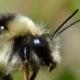 Les abeilles sauvages de Suisse  - Bombus mendax
