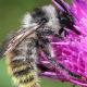 Les abeilles sauvages de Suisse  - Bombus mesomelas