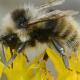 Les abeilles sauvages de Suisse  - Bombus mucidus