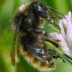 Les abeilles sauvages de Suisse Bourdon des fruits - Bombus pomorum