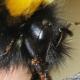 Les abeilles sauvages de Suisse Bourdon des prés - Bombus pratorum