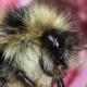 Les abeilles sauvages de Suisse  - Bombus pyrenaeus