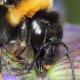 Les abeilles sauvages de Suisse Bourdon des friches - Bombus ruderatus