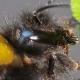 Les abeilles sauvages de Suisse  - Bombus soroeensis