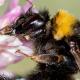 Les abeilles sauvages de Suisse  - Bombus subterraneus