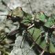Carabes de Suisse  - Cicindela campestris campestris