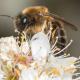 Les abeilles sauvages de Suisse  - Colletes cunicularius