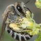 Les abeilles sauvages de Suisse  - Colletes nigricans