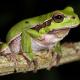 Amphibiens de Suisse Rainette verte - Hyla arborea