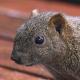 Les espèces néozones de Suisse Écureuil de Pallas - Callosciurus erythraeus