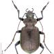 Carabes de Suisse  - Calosoma inquisitor inquisitor