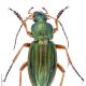 Carabes de Suisse  - Carabus auratus auratus