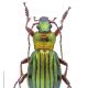 Carabes de Suisse  - Carabus auronitens auronitens