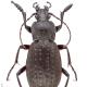Carabes de Suisse  - Carabus castanopterus