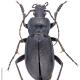Carabes de Suisse  - Carabus catenulatus catenulatus