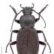 Carabes de Suisse  - Carabus concolor 