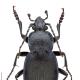 Carabes de Suisse  - Carabus convexus convexus