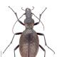 Carabes de Suisse  - Carabus creutzeri kircheri