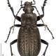 Carabes de Suisse  - Carabus granulatus granulatus