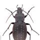 Carabes de Suisse  - Carabus hortensis hortensis