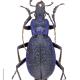 Carabes de Suisse  - Carabus intricatus intricatus