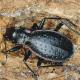 Carabes de Suisse  - Carabus irregularis irregularis
