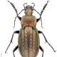 Carabes de Suisse  - Carabus italicus italicus