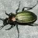 Carabes de Suisse  - Carabus monilis