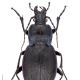 Carabes de Suisse  - Carabus monticola fontanae