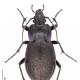 Carabes de Suisse  - Carabus nemoralis nemoralis