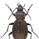 Carabes de Suisse  - Carabus sylvestris sylvestris