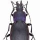 Carabes de Suisse  - Carabus violaceus 
