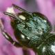   - Ceratina 