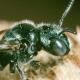 Les abeilles sauvages de Suisse Cératine bleutée - Ceratina cyanea