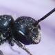 Les abeilles sauvages de Suisse  - Chelostoma foveolatum