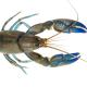  Yabby - Cherax destructor