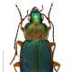 Carabes de Suisse  - Chlaenius nigricornis