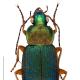 Carabes de Suisse  - Chlaenius nigricornis