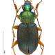 Carabes de Suisse  - Chlaenius nitidulus