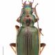 Carabes de Suisse  - Chlaenius spoliatus spoliatus