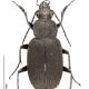 Carabes de Suisse  - Chlaenius tristis tristis