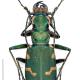 Carabes de Suisse  - Cicindela gallica