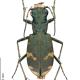 Carabes de Suisse  - Cicindela sylvicola