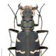 Carabes de Suisse  - Cicindela transversalis 