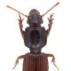 Carabes de Suisse  - Clivina collaris