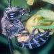 Les abeilles sauvages de Suisse  - Colletes sierrensis