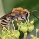 Les abeilles sauvages de Suisse  - Colletes hederae