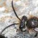 Les abeilles sauvages de Suisse  - Colletes impunctatus