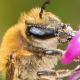 Les abeilles sauvages de Suisse  - Colletes succinctus